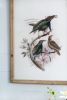 S/2 Bird Framed Print, 19.5x27.5"